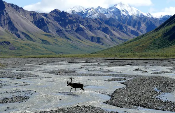 Bestaune die unberührte Umgebung des Denali Nationalpark